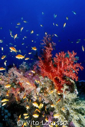 Corals - Dendronephthya sp. by Vito Lorusso 